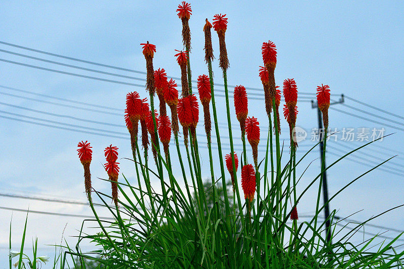 剑草/火炬百合/三角花:颜色鲜艳，密集，直立的穗状花序